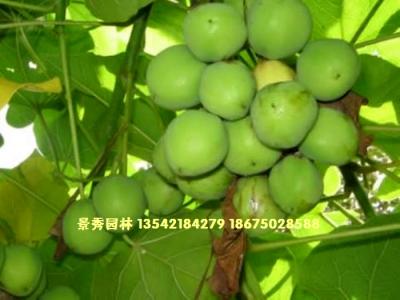 油桐